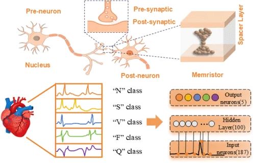 Tunable and silicon-compatible memristive devices based on a perovskite nickelate system for electrocardiogram pattern recognition